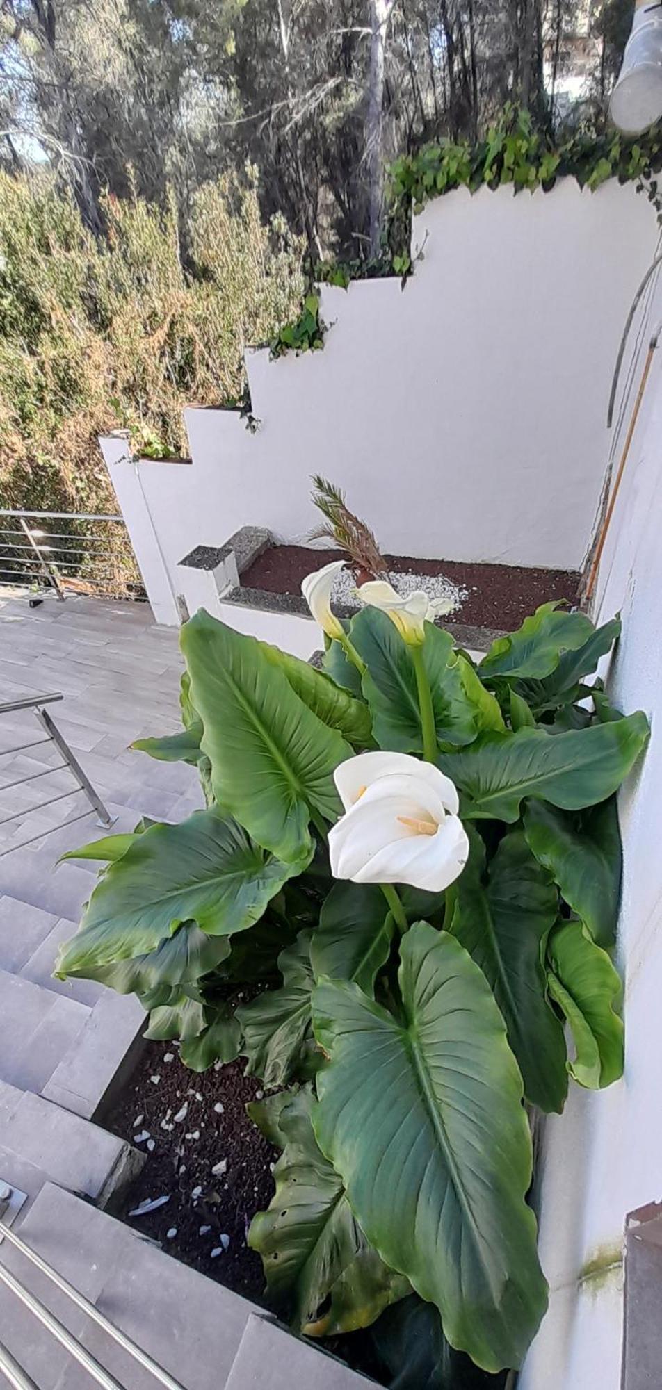 Villa Avril Piscina Privada Y Amplias Terrazas Olivella Dış mekan fotoğraf